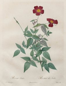 Róże: Rosa indica autorstwa Henry Joseph Redouté