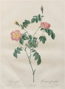 Róże: Rosa indica