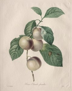Reine Claude Śliwka