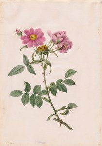 Wzgórze Rosa Monsonian autorstwa Henry Joseph Redouté