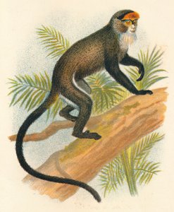 De Brazzas Guénon, 1897