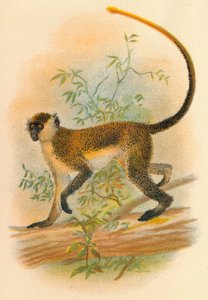 Zielony Guénon, 1897