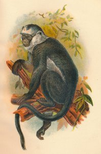 Węże Langur, 1897