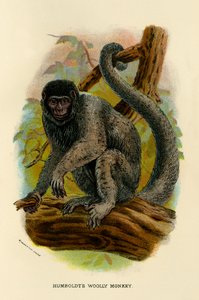 Humboldts włochaty małpa, 1896