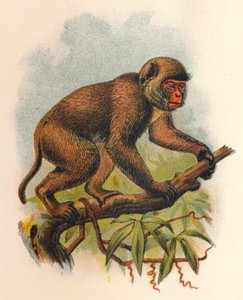 Makak św. Jana, 1897 r.
