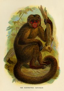 Kapucyn w czapce, 1896