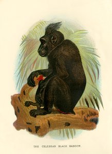 Czarny pawian celebean, 1896 r