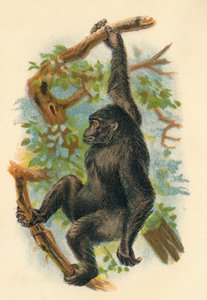 Goryl, 1897