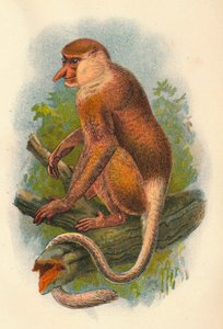 Małpa Trąba, 1897