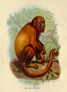 Czerwony wyjec, 1896