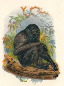 Siamang Gibon, 1897