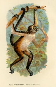Różnobarwna Małpa Pająk, 1896 r.