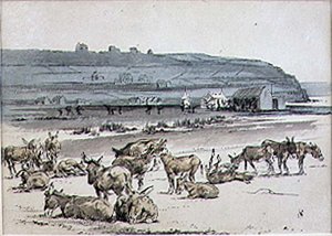 Osły na polu golfowym, ilustracja z magazynu „Graphic”, wyd. c.1870 (lito)