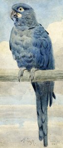 Hiacyntowa Ara, 1889 autorstwa Henry Stacey Marks
