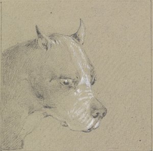 Głowa i ramiona psa boksera (grafit podwyższony bielą na papierze) autorstwa Henry Thomas Alken