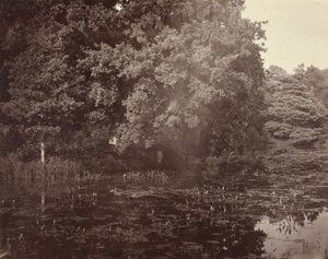 [Staw w parku, Surrey]