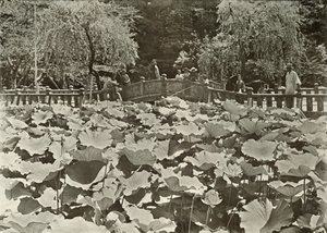 Staw Lotosu, 1910. autorstwa Herbert Ponting