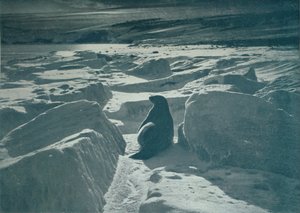 Foka Weddella na plaży, c1911, 1913 autorstwa Herbert Ponting