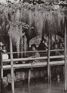 Altana Wistaria w Kameido (zdjęcie czarno-białe) autorstwa Herbert Ponting