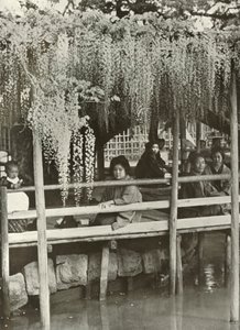 Arbor Wisteria w Kameido, 1910. autorstwa Herbert Ponting