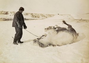 Mężczyzna i jego koń na śniegu autorstwa Herbert Ponting