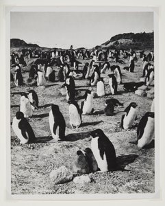 Adelie Penguins w Cape Royds (druk bromowy) autorstwa Herbert Ponting