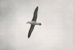 Albatros szybujący, c19101913, 1913 autorstwa Herbert Ponting