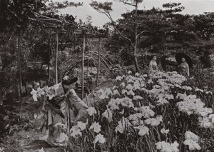 W Iris Garden w Hori-kiri (zdjęcie czarno-białe) autorstwa Herbert Ponting