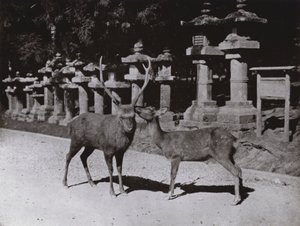 Jeleń, gabinet w Nara (zdjęcie czarno-białe) autorstwa Herbert Ponting