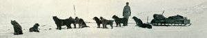 Psy ze sklepami zaraz opuszczą Hut Point, c1911, 1913 autorstwa Herbert Ponting