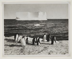 Drifting Iceberg off Cape Royds (druk bromowy) autorstwa Herbert Ponting