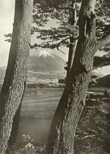 Fuji przez sosny jeziora Motosu, 1910. autorstwa Herbert Ponting