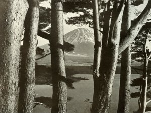 Fuji i sosny, 1910. autorstwa Herbert Ponting