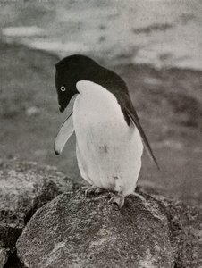 Nie obchodzi mnie, co się ze mną dzieje, c19101913, 1913 autorstwa Herbert Ponting