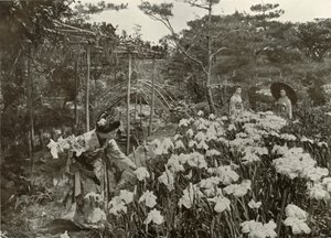 W ogrodzie tęczówki, 1910. autorstwa Herbert Ponting