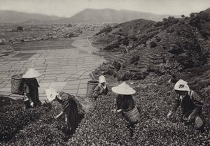 Japonia w latach 20.: Zbiór herbaty (zdjęcie czarno-białe) autorstwa Herbert Ponting