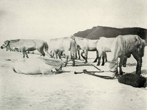 Kucyki spętane na lodzie morskim, c19101913, 1913 autorstwa Herbert Ponting