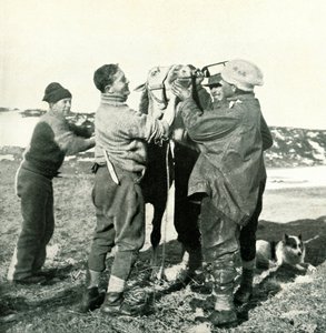 Kucyk bierze whisky, 8 lutego 1911, 1913 autorstwa Herbert Ponting