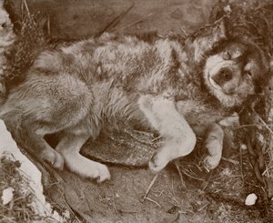 Starek Malingering, c19101913, 1913 autorstwa Herbert Ponting