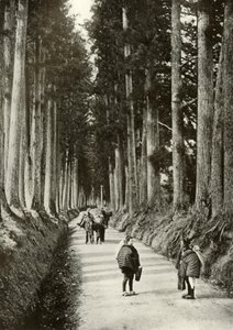 Kryptomerie w Nikko, 1910. autorstwa Herbert Ponting