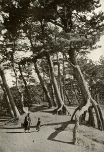 The Pines of Shizu-Ura, 1910. autorstwa Herbert Ponting