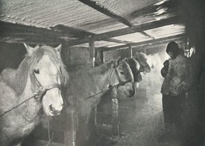 Stajnie zimą, c19101911, 1913 autorstwa Herbert Ponting