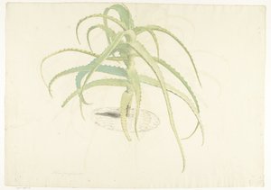 Perfolia z aloesu