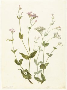 Senna pęcherza i Lepka Catchfly Rode en witte Viscaria z pekanjer
