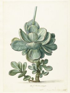 Roślina sukulentowa (Cotyledon orbiculata) autorstwa Herman Saftleven