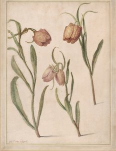 Studium Trzech Fritillaries, 1683.