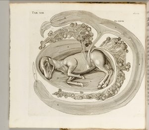 Zwierzę w łonie matki, 1738 autorstwa Hieronymus Fabricius ab Aquapendente