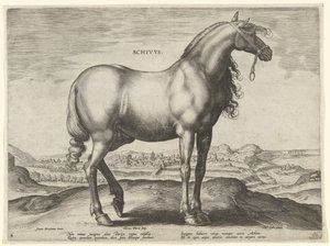 Koń z Grecji (Achivus) Achivvs (tytuł na obiekcie) Rasy koni z Królewskich Stajni Don Juana Austrii (tytuł serii) Equile Ioannis Austriaci Caroli (tytuł serii) autorstwa Hieronymus Wierix