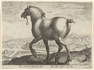 Koń z Saksonii Saxo (tytuł na obiekcie) Rasy koni z Królewskich Stajni Don Juana Austrii (tytuł serii) Equile Ioannis Austriaci Caroli (tytuł serii)