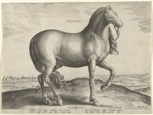 Koń z Sycylii (Siculus) Sicvlvs (tytuł na obiekcie) Rasy koni z Królewskich Stajni Don Juana Austrii (tytuł serii) Equile Ioannis Austriaci Caroli (tytuł serii)